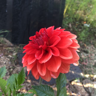 Dahlia "Hotshot"