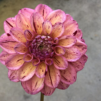 Dahlia "Sultan"
