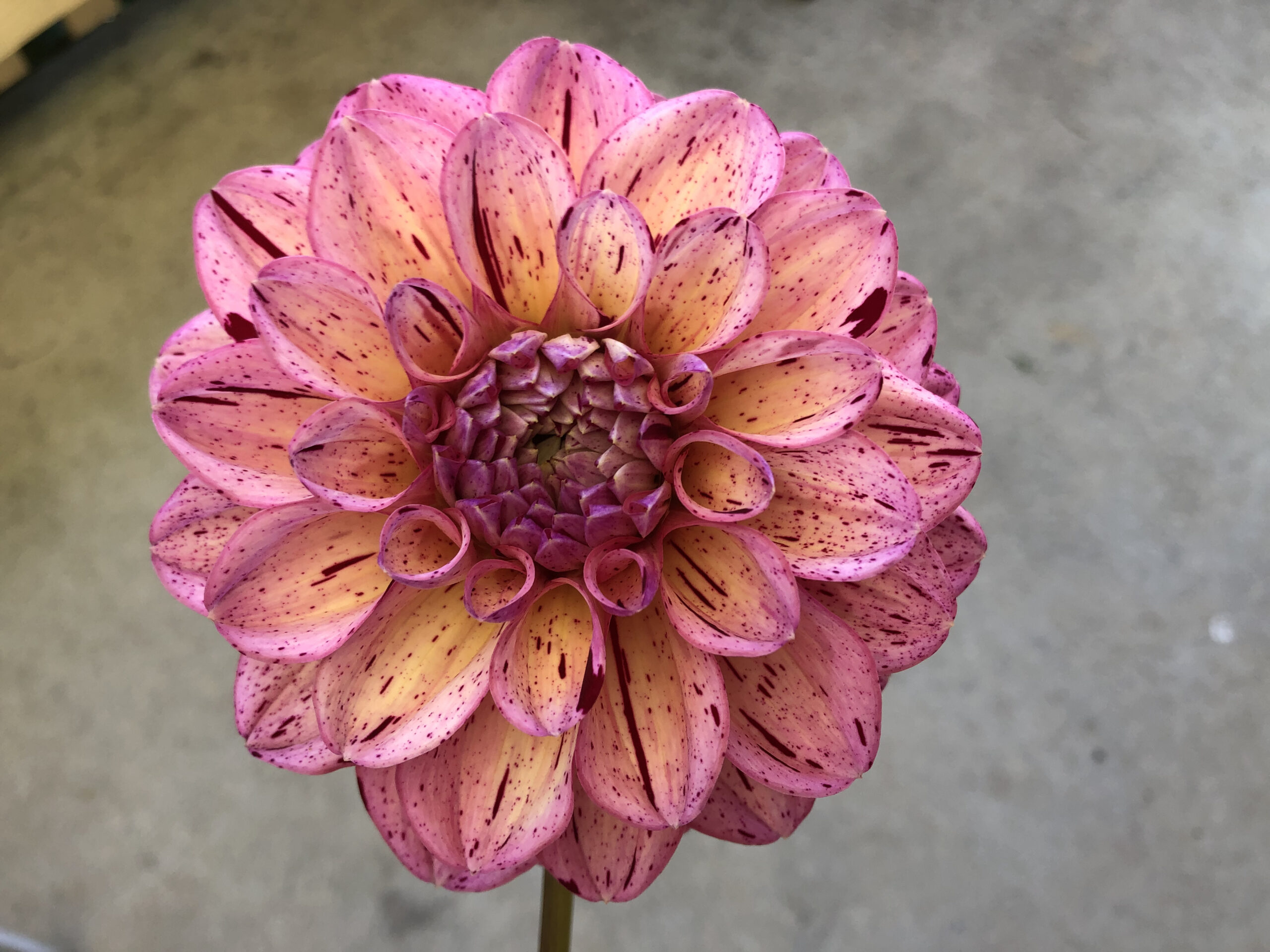 Dahlia "Sultan" Dahlia "Sultan"