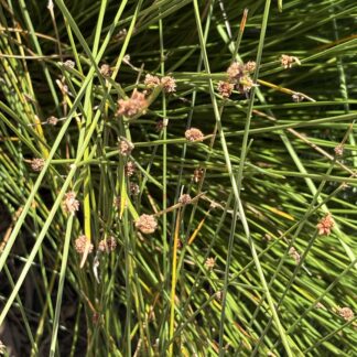 Ficinia Nodosa Knobby Club Rush