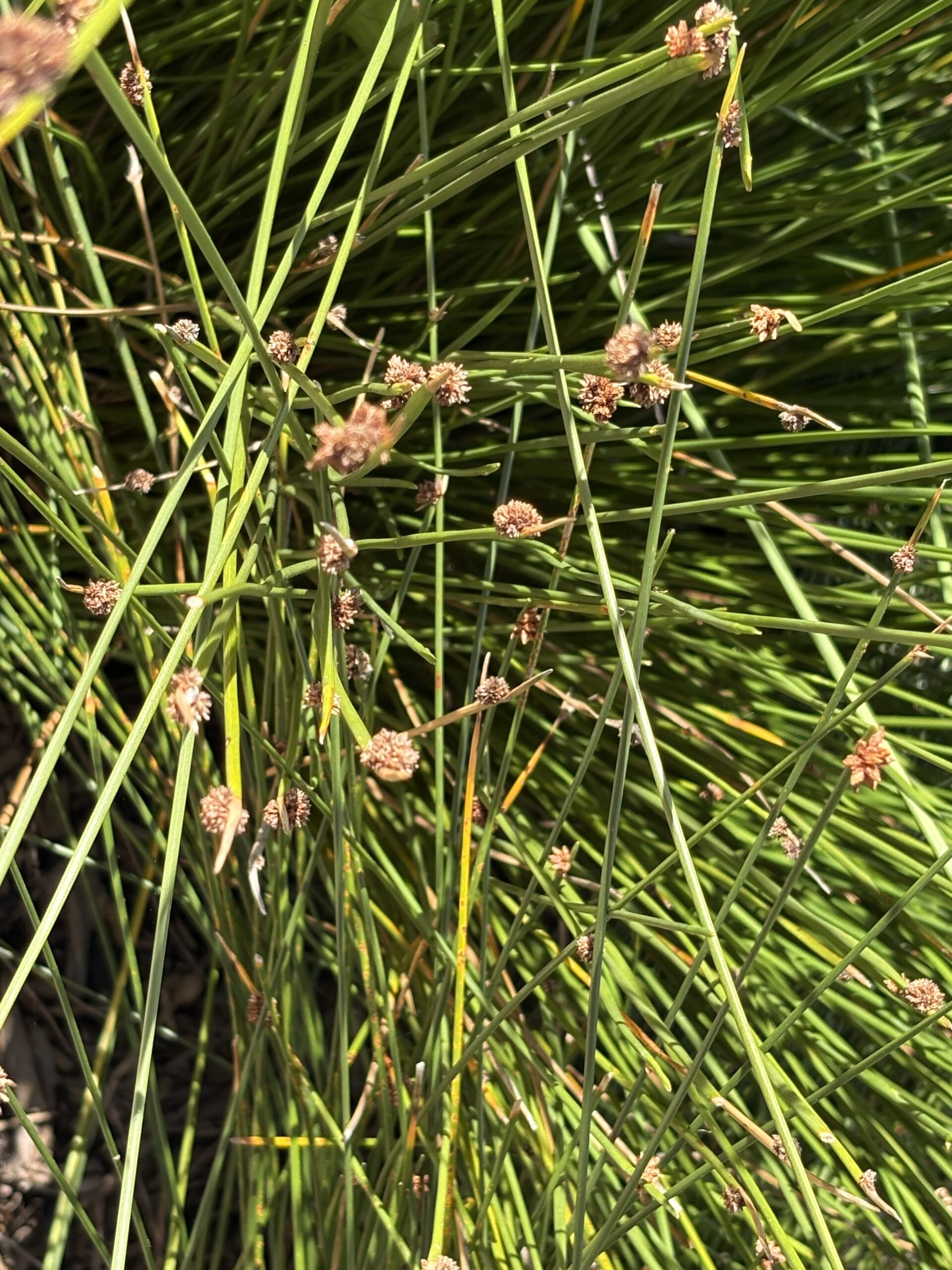 Ficinia Nodosa Knobby Club Rush Ficinia Nodosa Knobby Club Rush