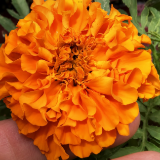 Marigold Hawaii