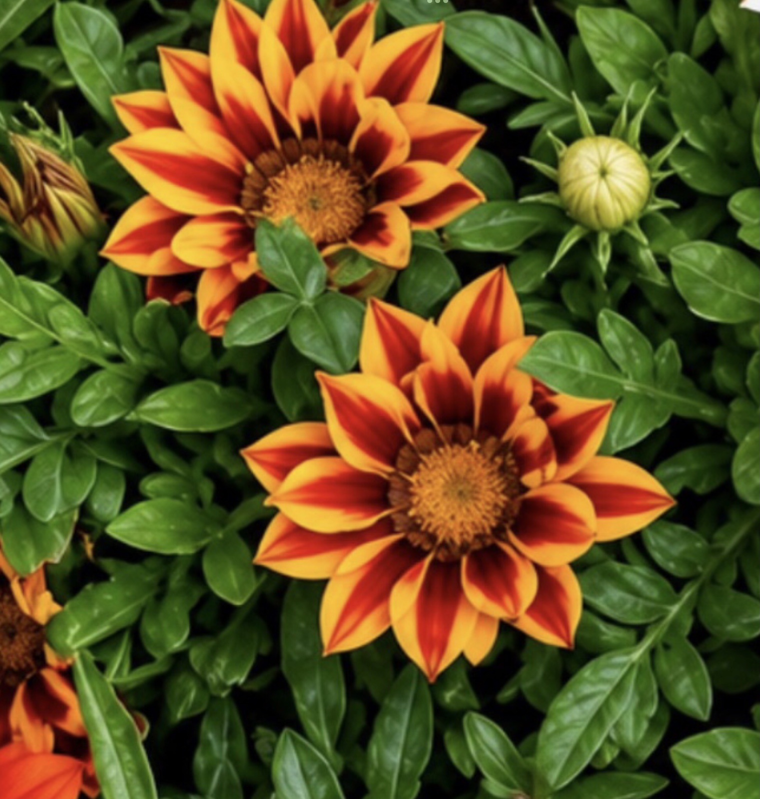 Gazania Gazania - Image 3