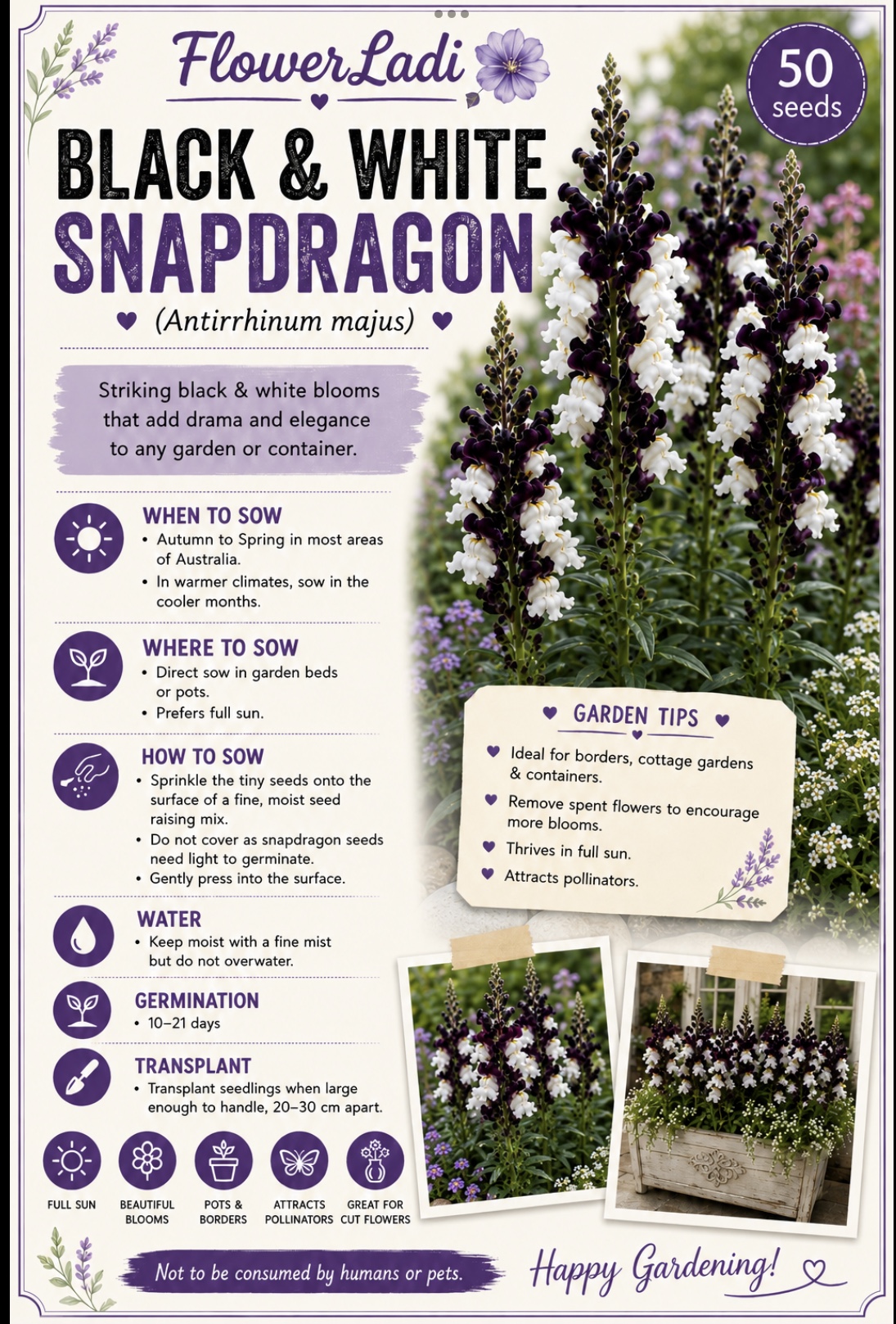 Black & White Snapdragon (free White Alyssum) Black & White Snapdragon (free White Alyssum) - Image 4