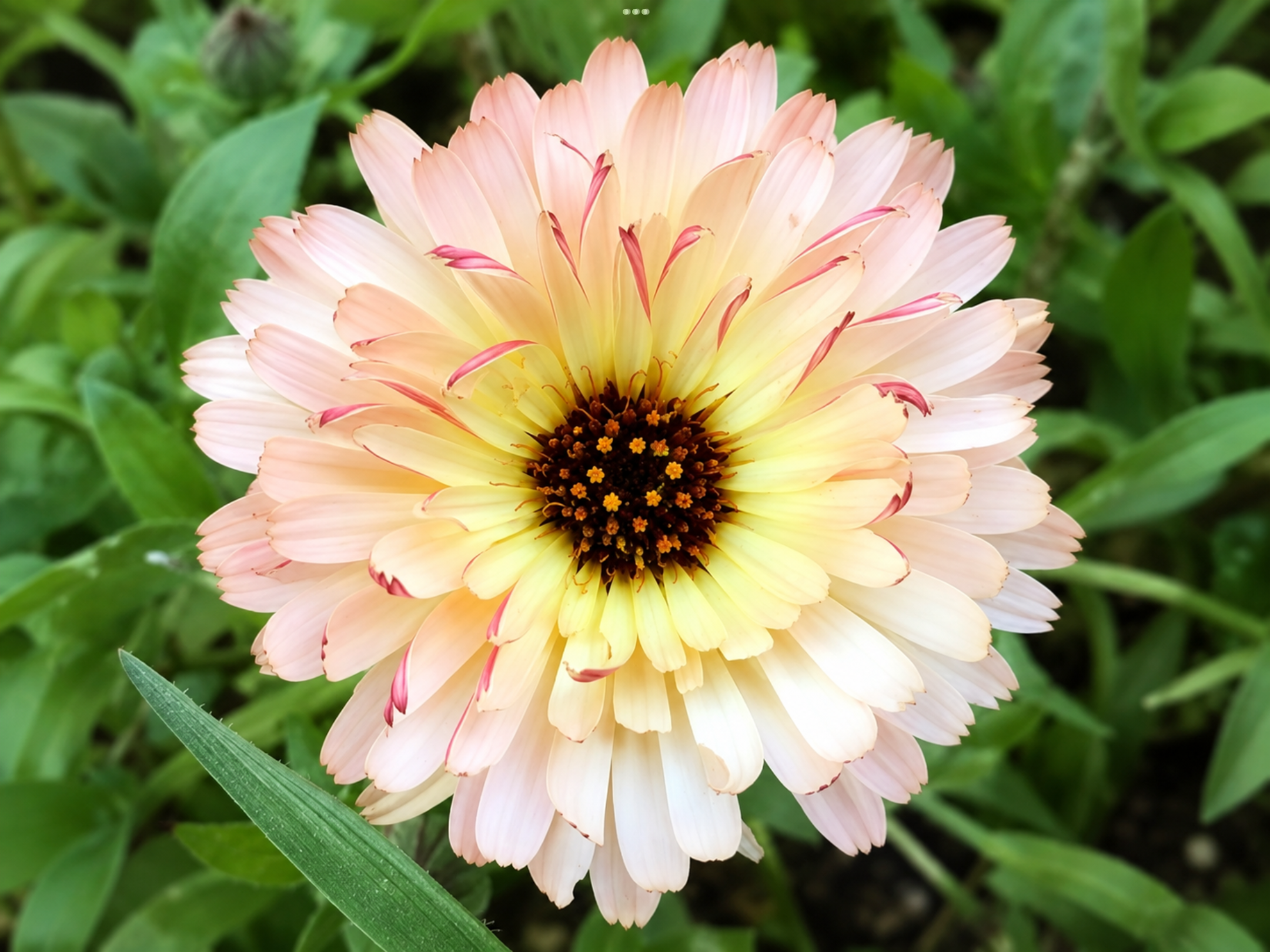 Sunset Mix Calendula Sunset Mix Calendula - Image 3