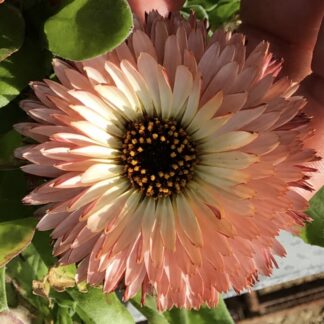 Sunset Mix Calendula