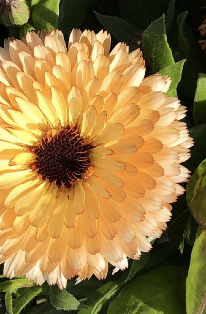 Sunset Mix Calendula Sunset Mix Calendula - Image 2