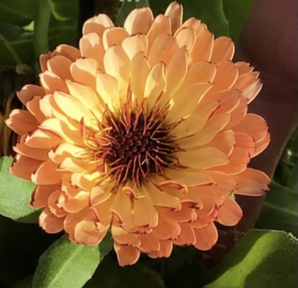 Sunset Mix Calendula Sunset Mix Calendula - Image 5