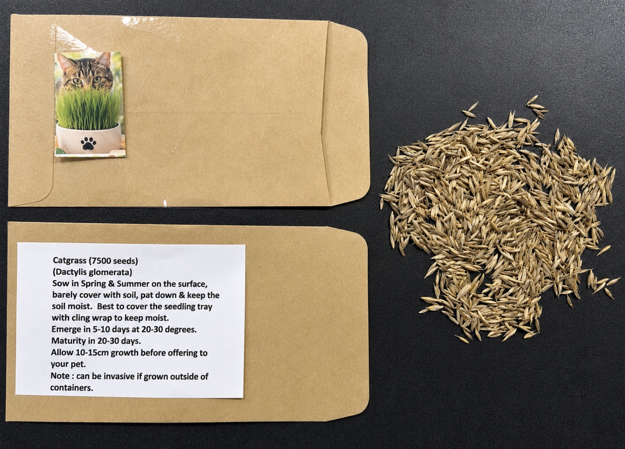 Cat Grass Cat Grass