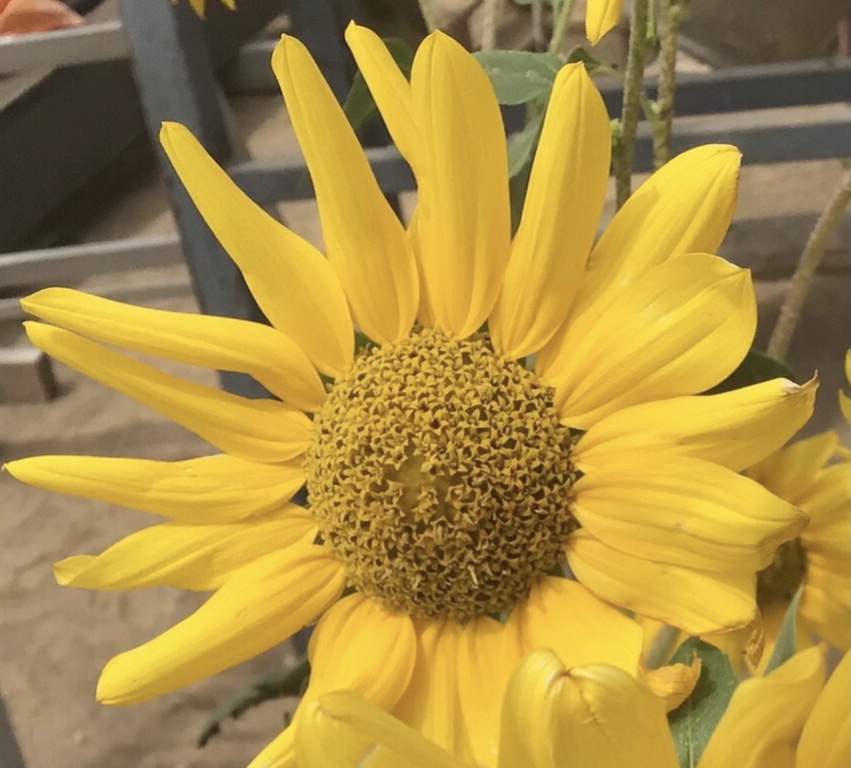 Star Sunflower Star Sunflower - Image 2