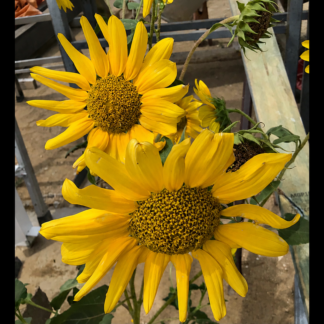 Home Star Sunflower