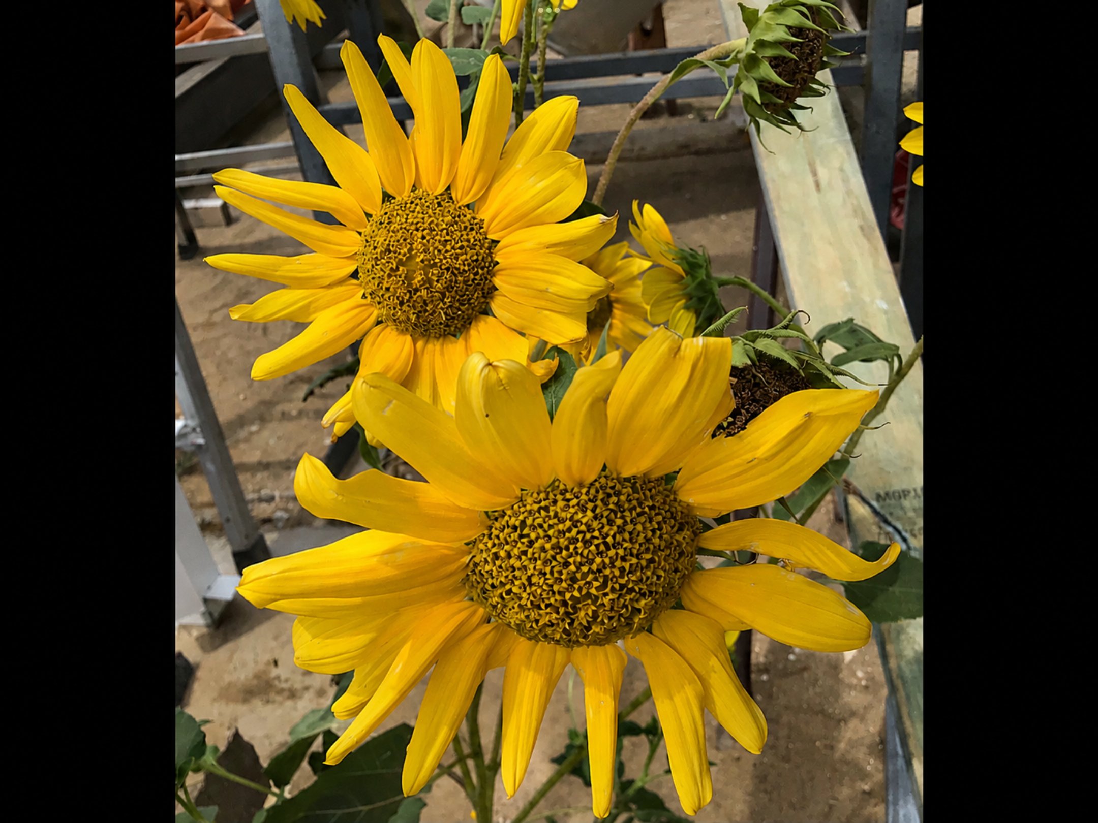 Star Sunflower Star Sunflower