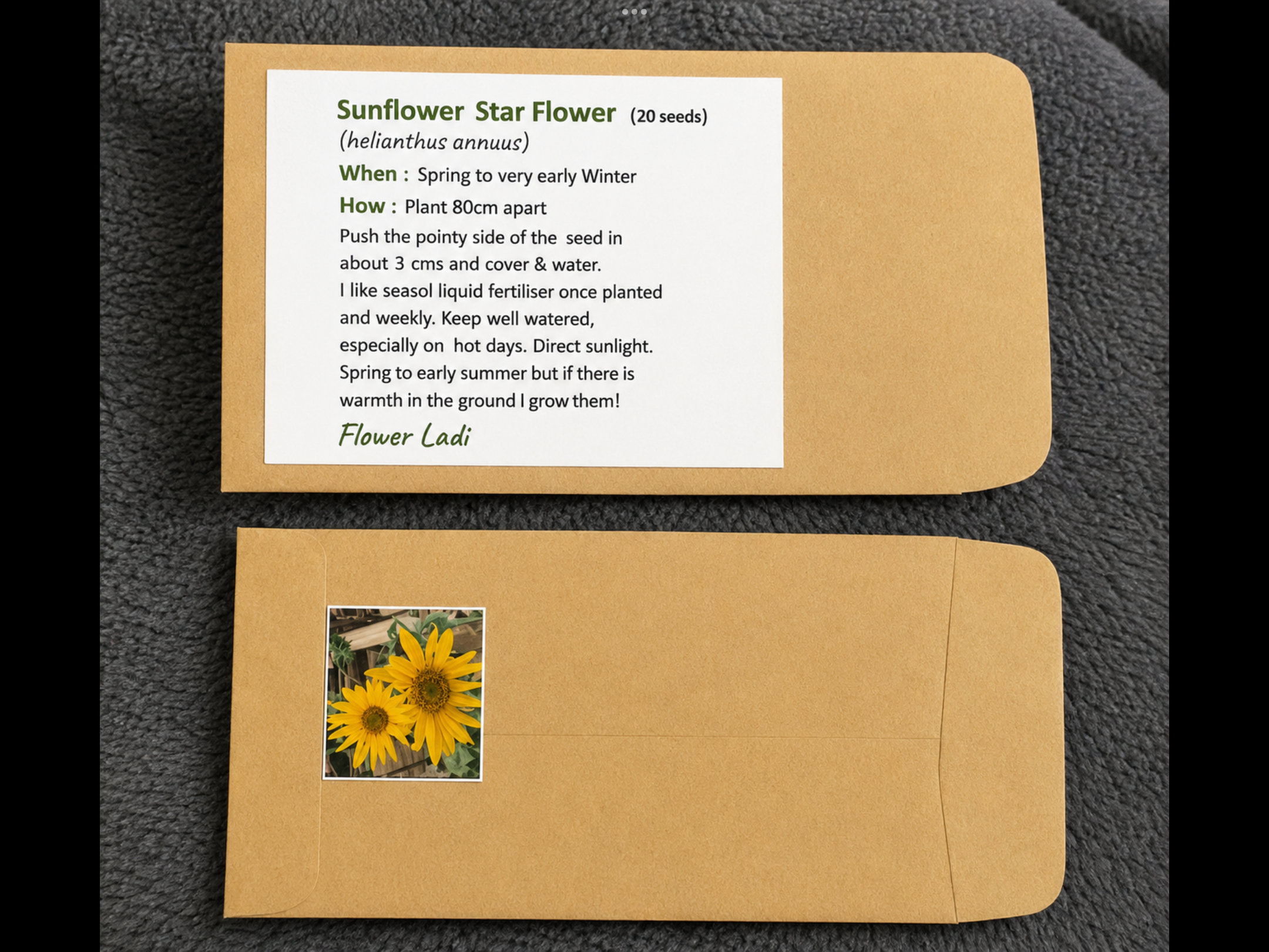 Star Sunflower Star Sunflower - Image 3