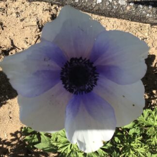 Home Bi-anemone Corm & Pastel Shade Seed Gift Pack
