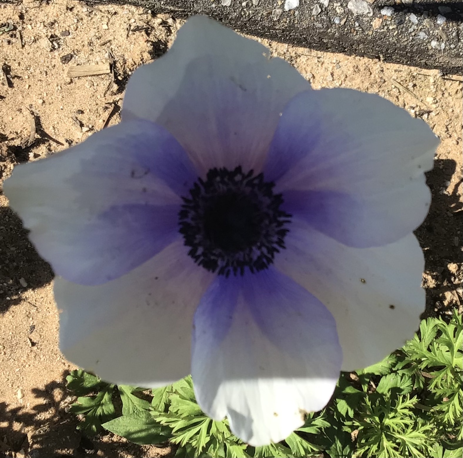 Bi-anemone Corm & Pastel Shade Seed Gift Pack Bi-anemone Corm & Pastel Shade Seed Gift Pack
