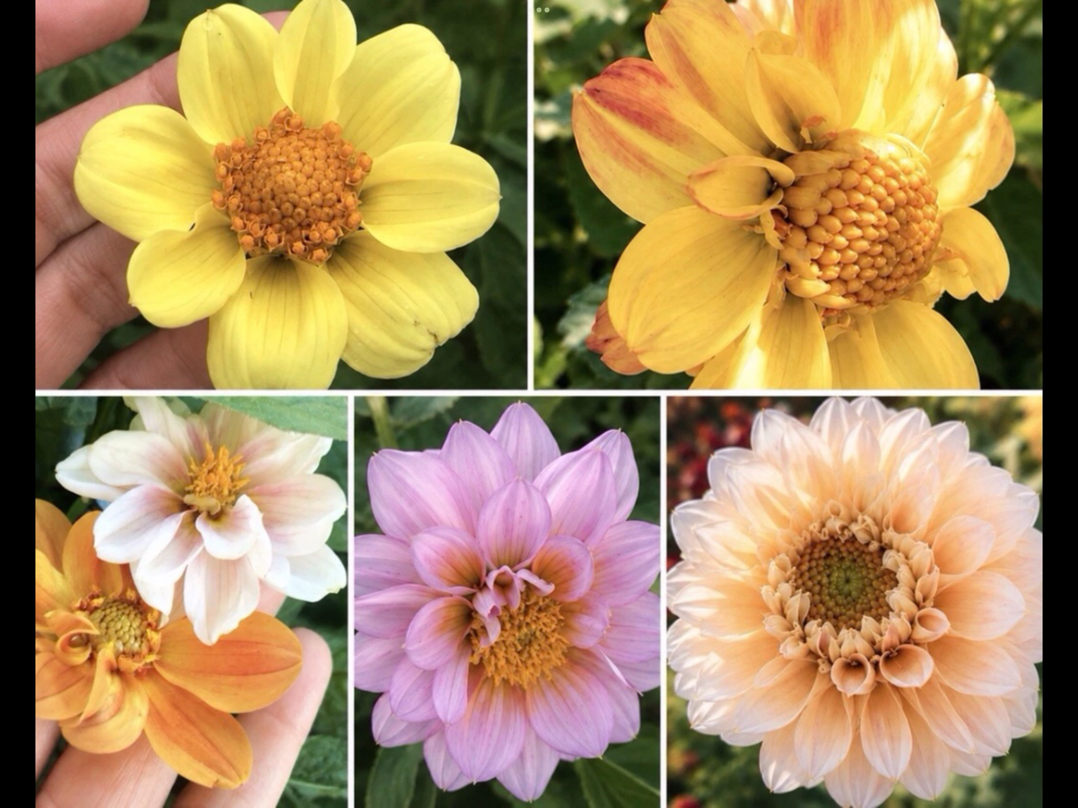 Bi-anemone Corm & Pastel Shade Seed Gift Pack Bi-anemone Corm & Pastel Shade Seed Gift Pack - Image 5