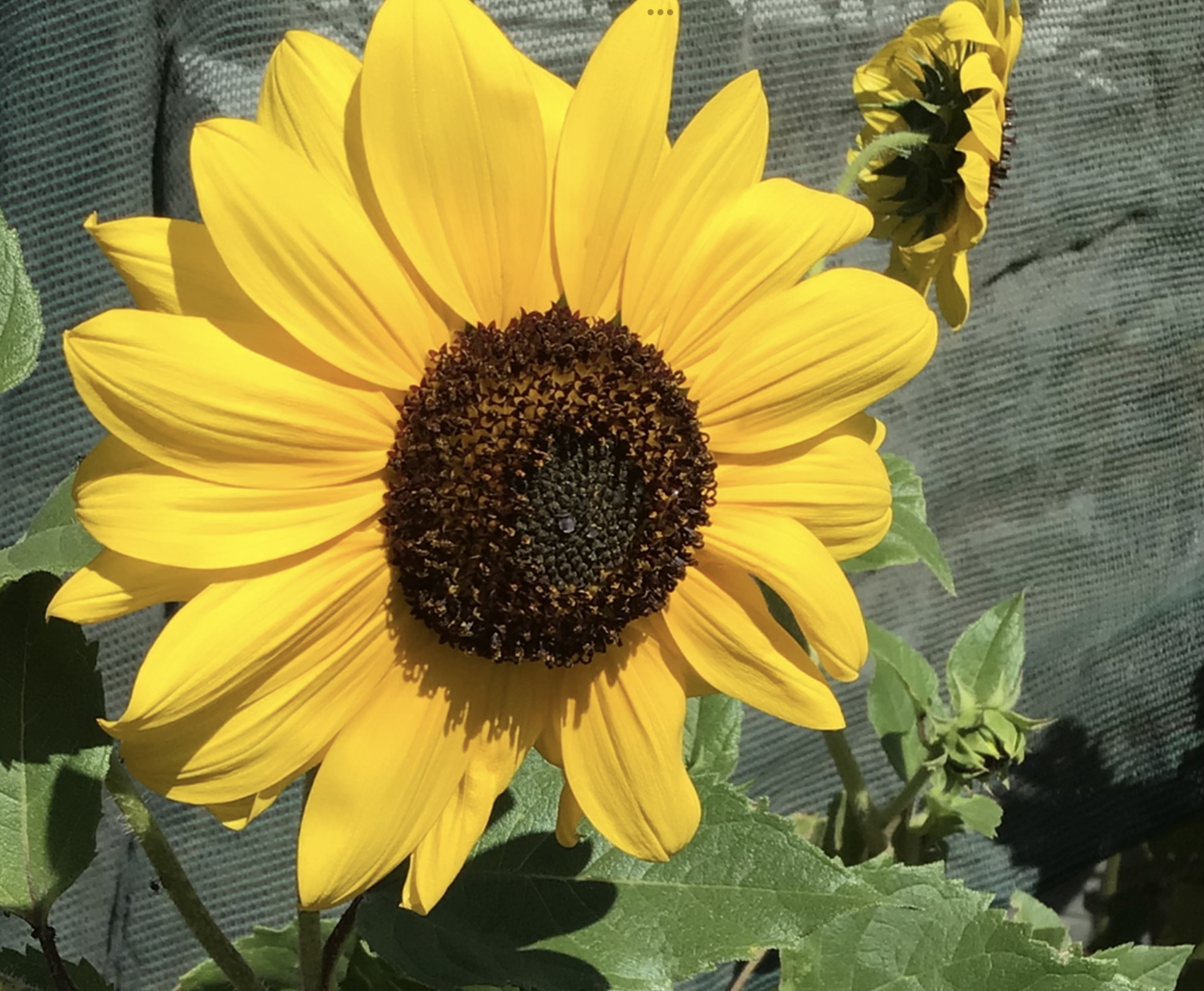 Branching Yellow Sunflower Branching Yellow Sunflower - Image 2
