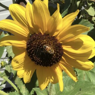 Home Branching Yellow Sunflower