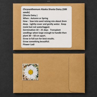 Home Chrysanthemum Alaska Shanta Daisy