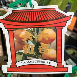 Japanese Nagami Cumquat