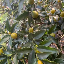 Japanese Nagami Cumquat Japanese Nagami Cumquat - Image 5