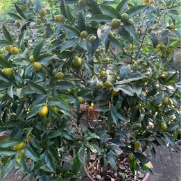 Japanese Nagami Cumquat Japanese Nagami Cumquat - Image 6