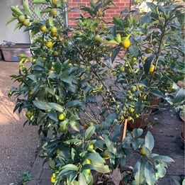 Japanese Nagami Cumquat Japanese Nagami Cumquat - Image 7