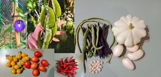 Cherry's garden