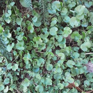 Home Dichondra Repens