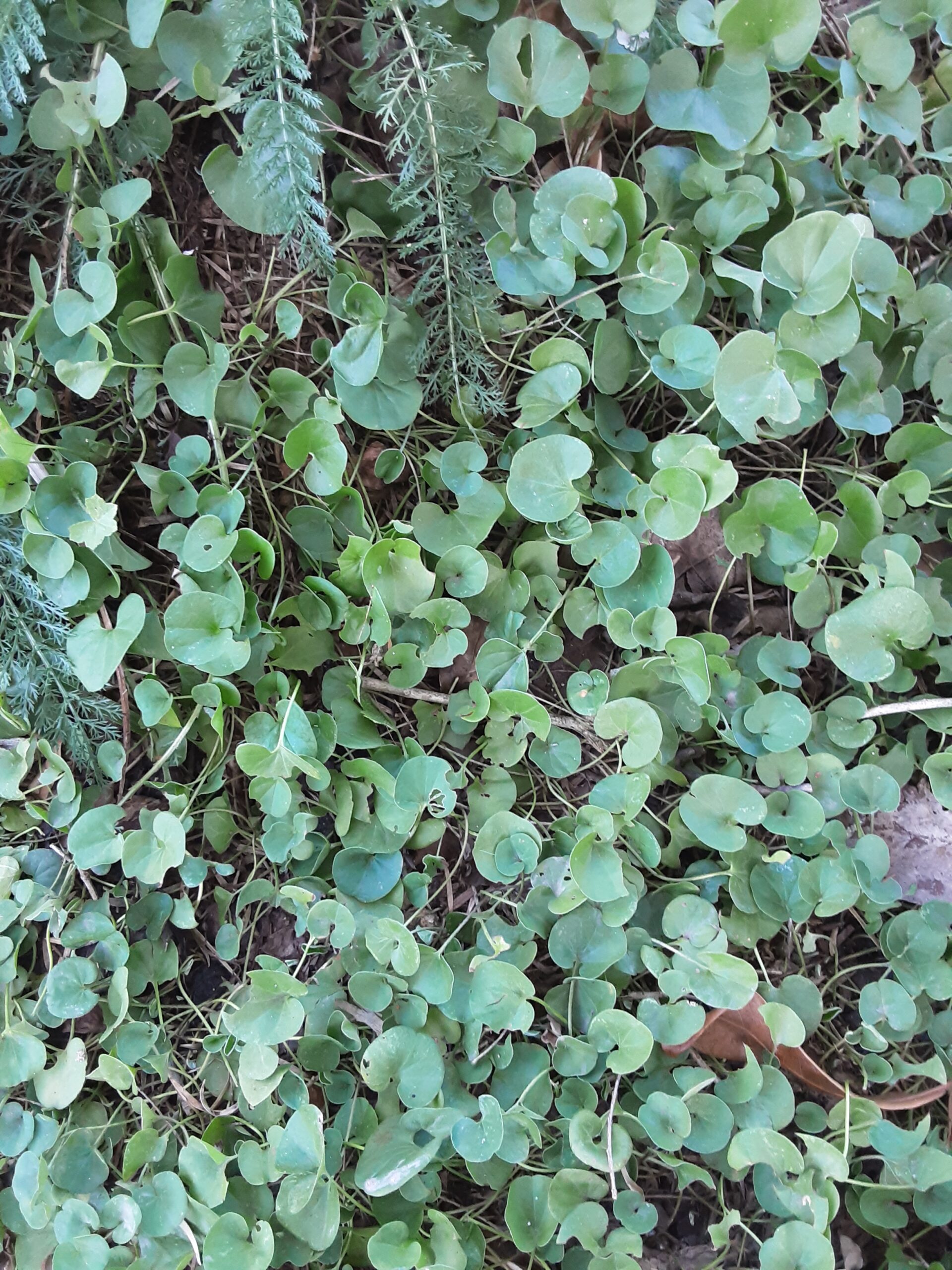 Dichondra Repens Dichondra Repens