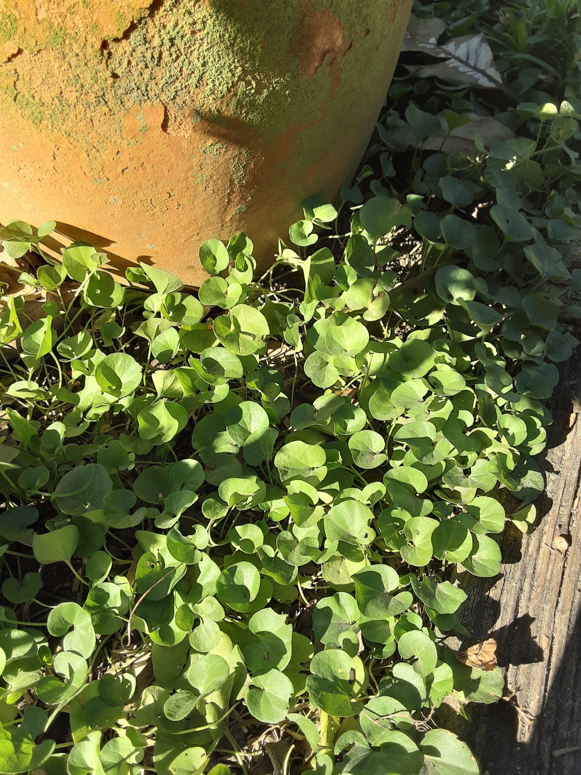 Dichondra Repens Dichondra Repens - Image 2