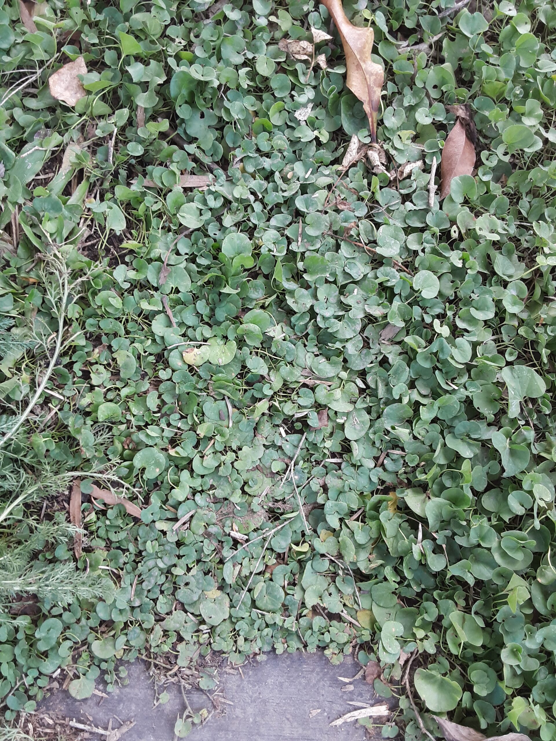 Dichondra Repens Dichondra Repens - Image 4