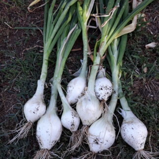 Home White Onion