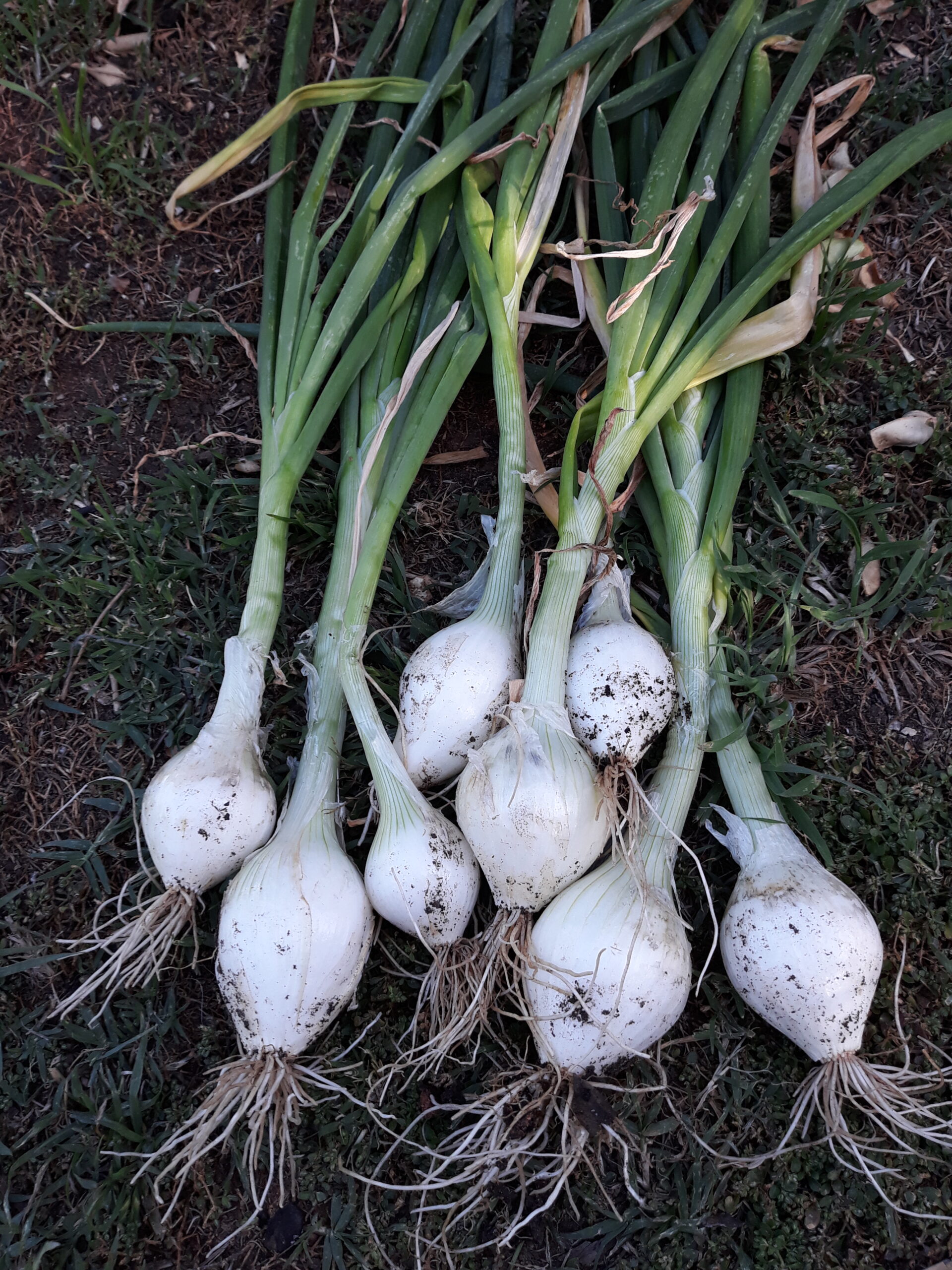 White Onion White Onion