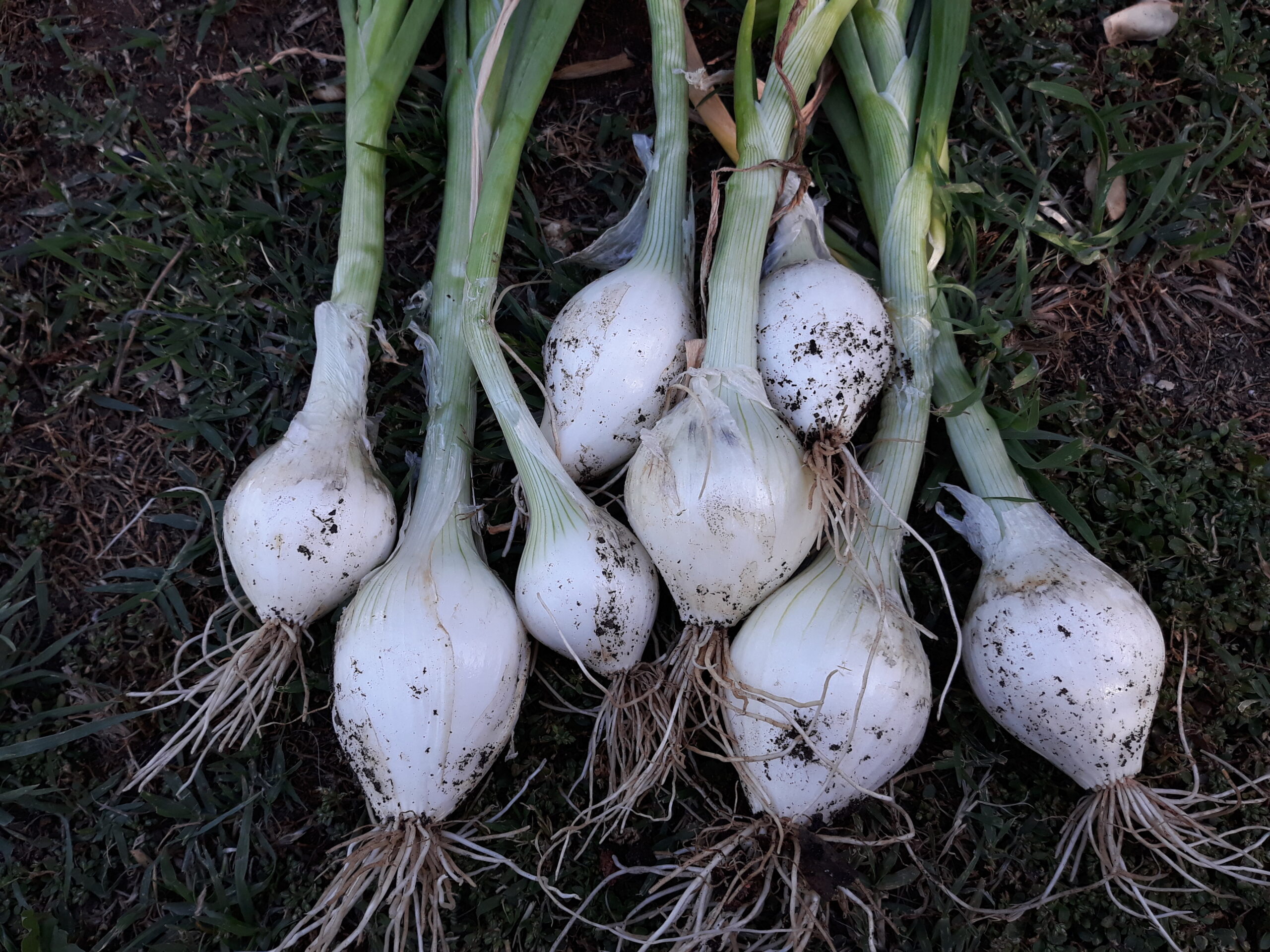 White Onion White Onion - Image 2