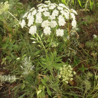 Home False Queen Anne's Lace