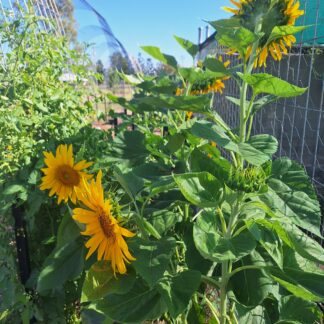Sunflower 'Giant Russian'