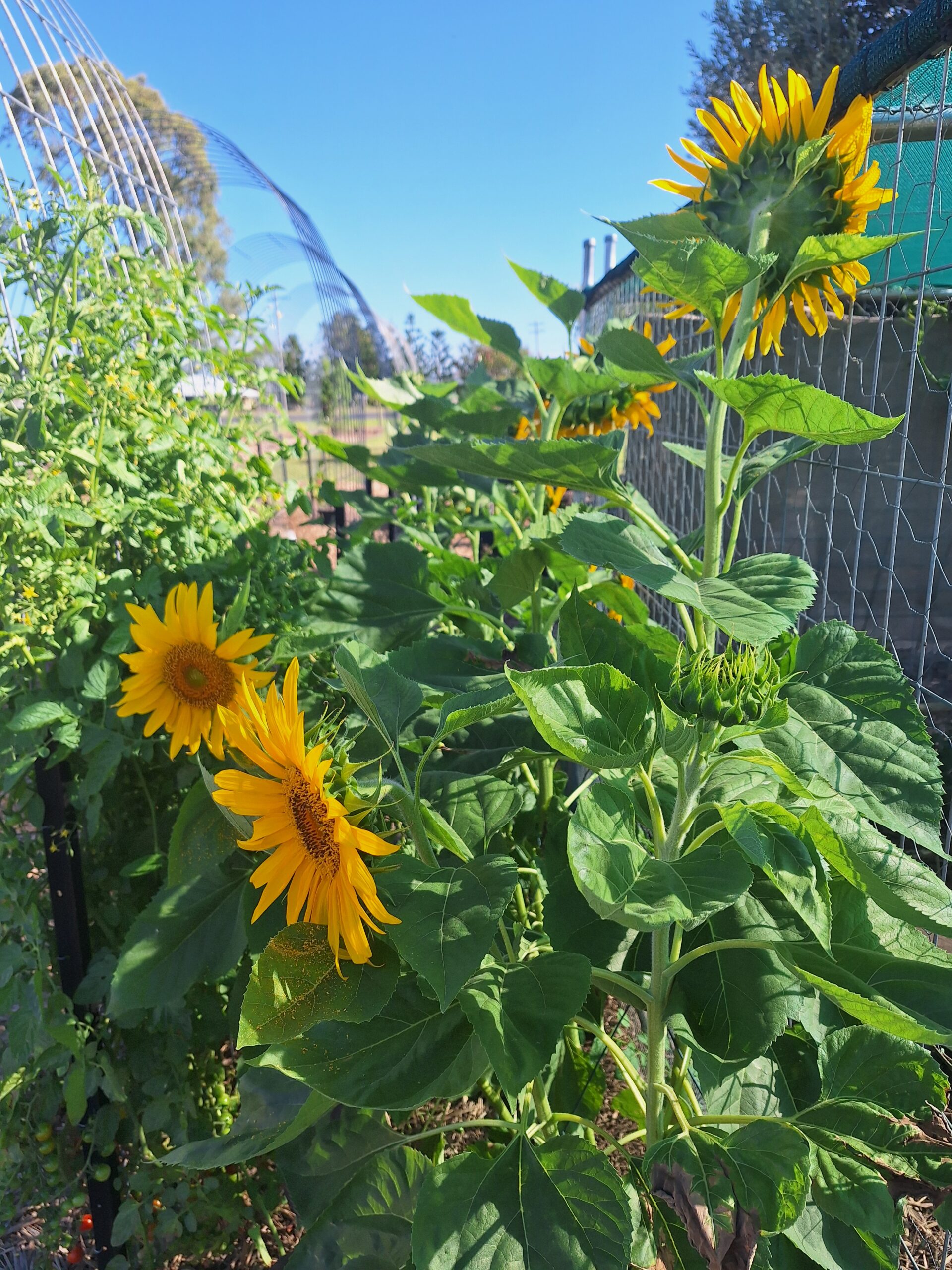 Sunflower 'Giant Russian' Sunflower 'Giant Russian'