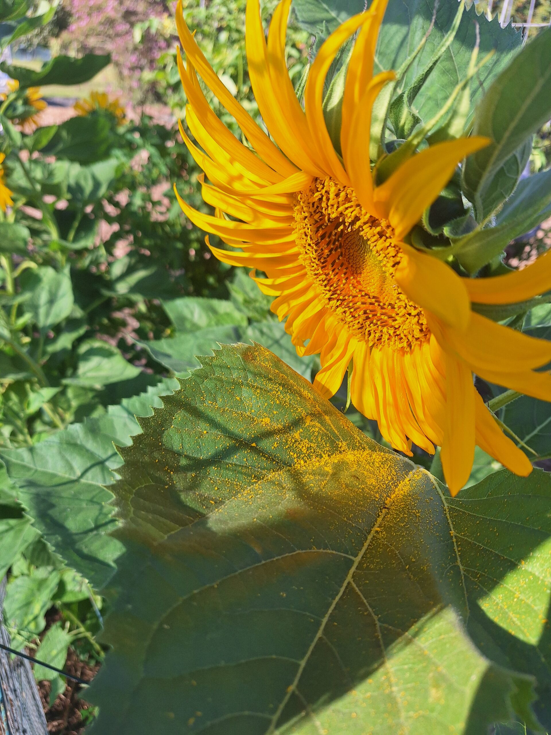 Sunflower 'Giant Russian' Sunflower 'Giant Russian' - Image 2