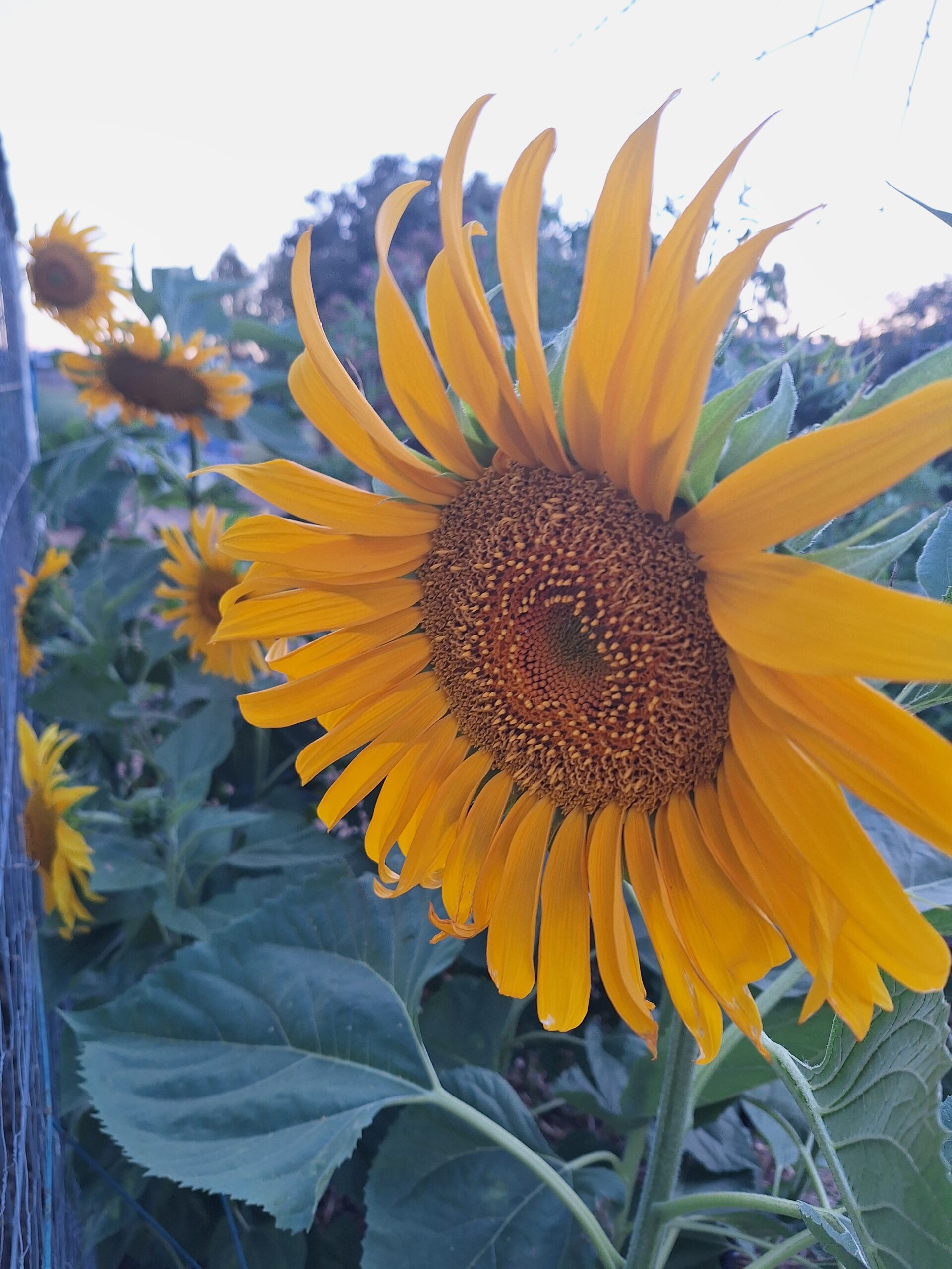 Sunflower 'Giant Russian' Sunflower 'Giant Russian' - Image 3