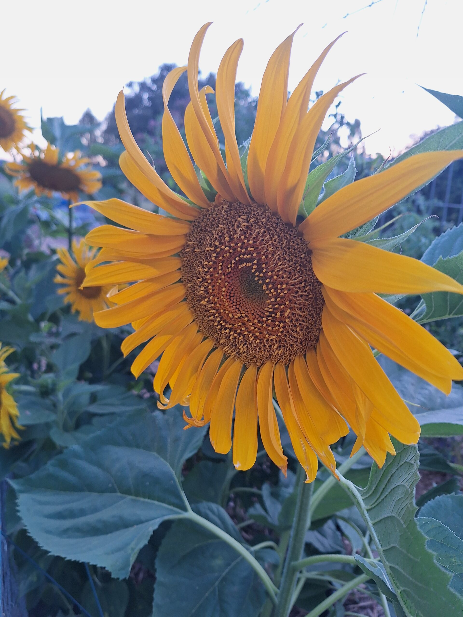 Sunflower 'Giant Russian' Sunflower 'Giant Russian' - Image 4