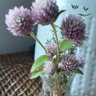 Home Globe Amaranth - Tall Rose (Gomphrena Globosa)