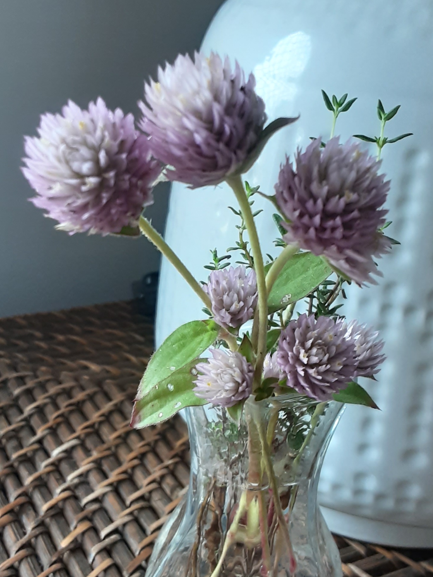 Globe Amaranth - Tall Rose (Gomphrena Globosa) Globe Amaranth - Tall Rose (Gomphrena Globosa)
