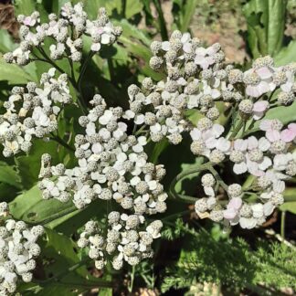 Yarrow White - Achillea Millefolium