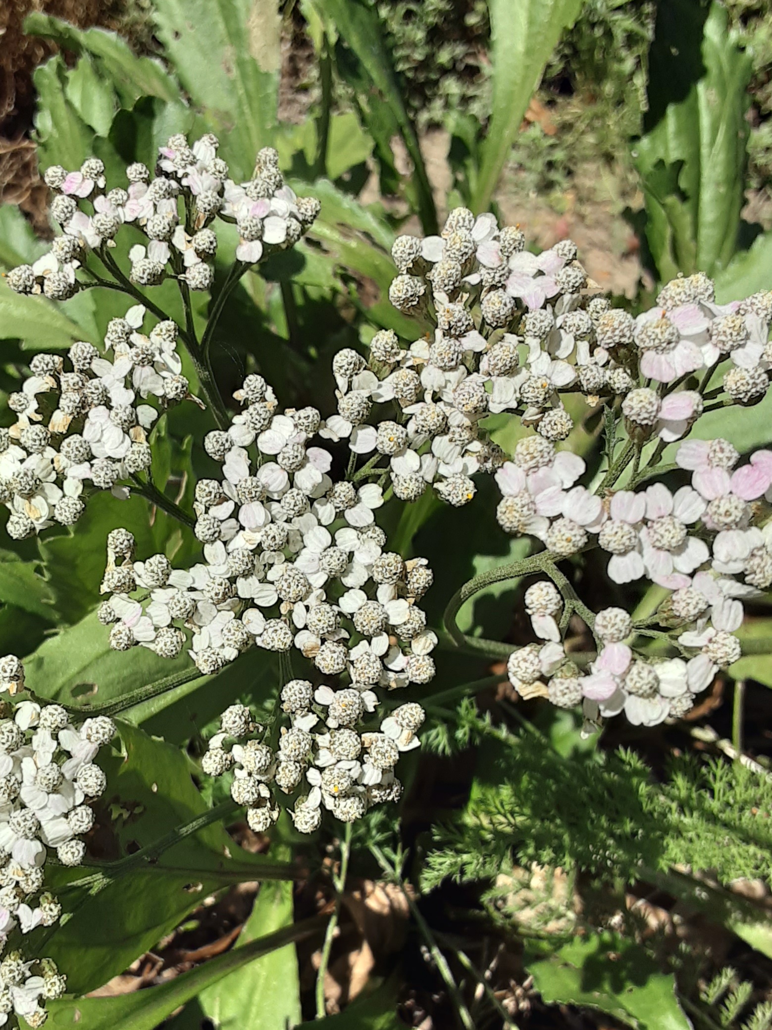 Yarrow White - Achillea Millefolium Yarrow White - Achillea Millefolium