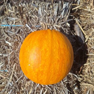 Kakai Hull-less Pumpkin (Cucurbita Pepo 'Kakai')