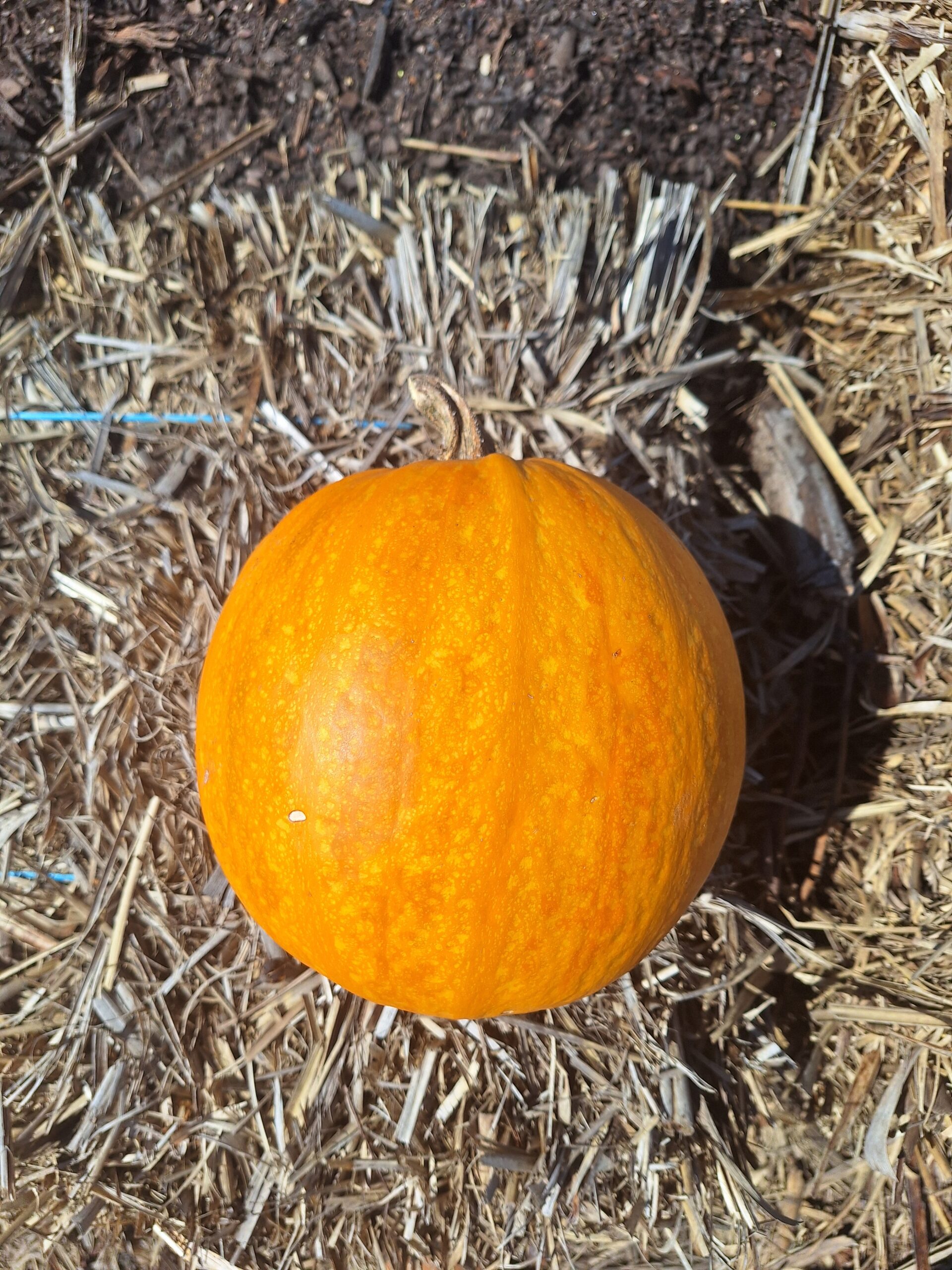 Kakai Hull-less Pumpkin (Cucurbita Pepo 'Kakai') Kakai Hull-less Pumpkin (Cucurbita Pepo 'Kakai')