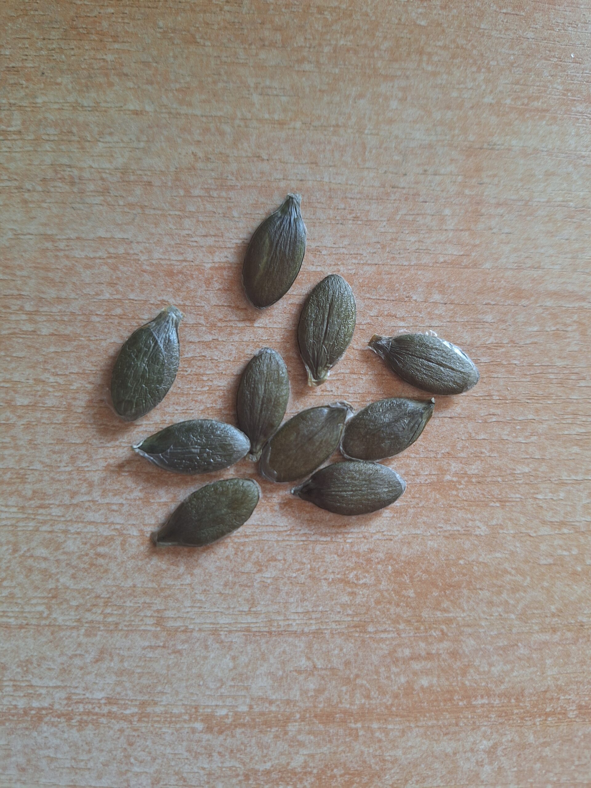 Kakai Hull-less Pumpkin (Cucurbita Pepo 'Kakai') 10 Pumpkin Seeds - no hulls