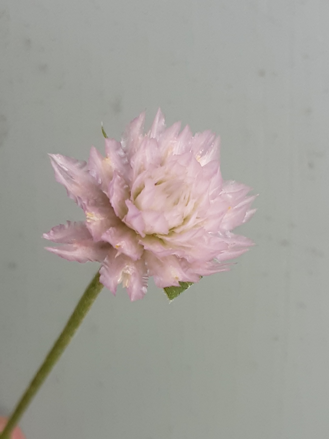 Globe Amaranth - Tall Rose (Gomphrena Globosa) Globe Amaranth - Tall Rose (Gomphrena Globosa) - Image 2