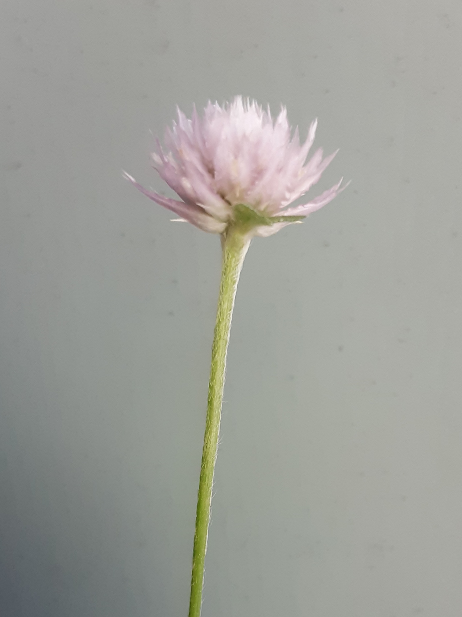 Globe Amaranth - Tall Rose (Gomphrena Globosa) Globe Amaranth - Tall Rose (Gomphrena Globosa) - Image 3